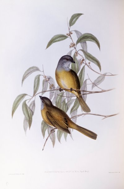 ओलिव व्हिस्लर (पचिसेफला ओलिवेसी), जॉन गोल्ड द्वारा उत्कीर्णन द्वारा जॉन गोल्ड