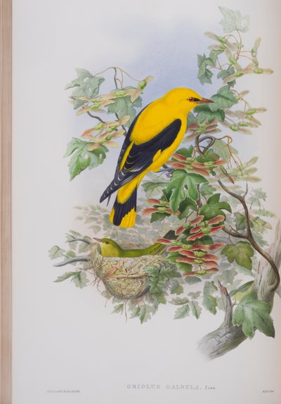 ओरिओलस गालबुला, जॉन गॉल्ड द्वारा द बर्ड्स ऑफ ग्रेट ब्रिटेन की प्लेट, 1862-73 (हाथ से बने लिथो) प्रकाशित द्वारा जॉन गोल्ड