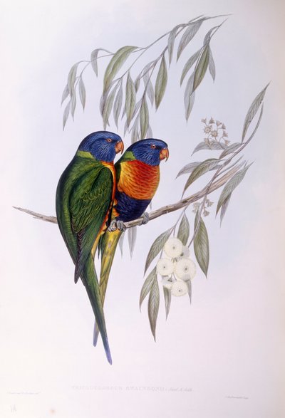 अलंकृत लॉरिकेट (ट्राइकोग्लोसस ऑर्नाटस), जॉन गोल्डो द्वारा उत्कीर्णन द्वारा जॉन गोल्ड