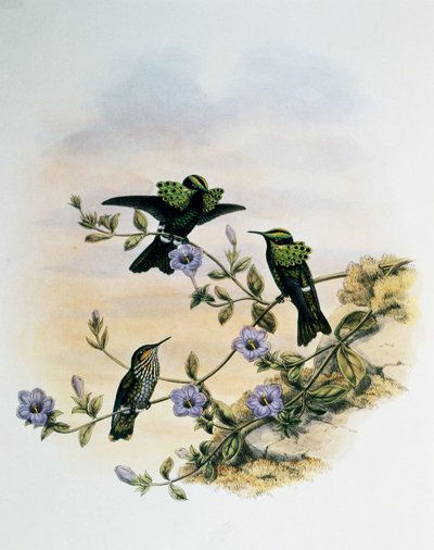 जॉन गोल्ड (1804-1881), यूनाइटेड किंगडम द्वारा मोर कोक्वेट (लोफोर्निस पैवोनिनस), ट्रोचिलिडे या हमिंग बर्ड्स (1849-1861) के मोनोग्राफ से उत्कीर्ण द्वारा जॉन गोल्ड