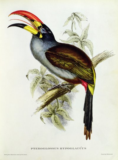&39;ट्रॉपिकल बर्ड्स&39; से पर्टोग्लॉसस हाइपोग्लाइकस द्वारा John Gould