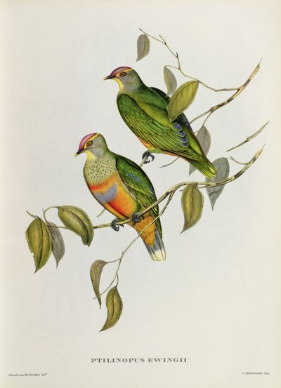 Ptilinopus Ewingii द्वारा John Gould
