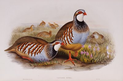 रेड-लेग्ड पार्टिडेज, 1862-73 द्वारा जॉन गोल्ड