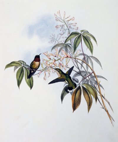 रूबी-थ्रोटेड हमिंगबर्ड (आर्चिलोचस कोलुब्रिस), जॉन गोल्ड (1804-1881), यूनाइटेड किंगडम द्वारा ट्रोचिलिडे या हमिंग बर्ड्स के मोनोग्राफ (1849-1861) से उत्कीर्णन द्वारा जॉन गोल्ड