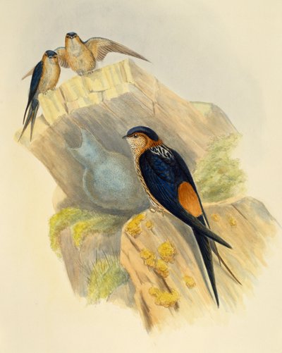 रूफस-बेलिड स्वॉलो (हिरुंडो डौरिका), जॉन गोल्ड (1804-1881), यूनाइटेड किंगडम द्वारा उत्कीर्ण द्वारा जॉन गोल्ड