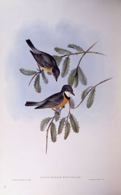 रूफस व्हिसलर (पचिसेफला रूफिवेंट्रिस), उत्कीर्णन द्वारा जॉन गोल्डो द्वारा जॉन गोल्ड