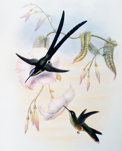 जॉन गोल्ड (1804-1881), यूनाइटेड किंगडम द्वारा ट्रोचिलिडे या हमिंग बर्ड्स (1849-1861) के मोनोग्राफ से उत्कीर्ण कैंची-पूंछ वाला हमिंगबर्ड (हिलोनिफा मैक्रोसेर्का), यूनाइटेड किंगडम द्वारा जॉन गोल्ड