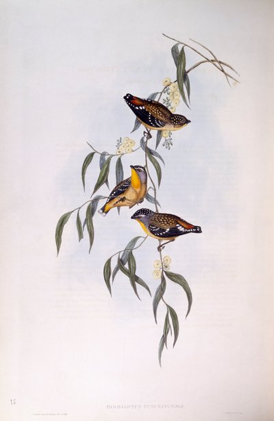 चित्तीदार परडालोट (Pardalotus punctatus), जॉन गोल्ड द्वारा उत्कीर्णन द्वारा जॉन गोल्ड
