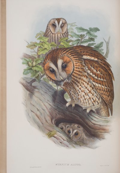 सीरनियम अलुको, जॉन गॉल्ड द्वारा द बर्ड्स ऑफ ग्रेट ब्रिटेन की प्लेट, 1862-73 (हाथ से रंग का मिथिला) प्रकाशित द्वारा जॉन गोल्ड