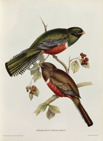 19 वीं सदी (रंगीन लिथो) से ट्रोगोन कोलोरिस द्वारा John Gould
