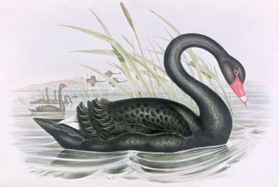 अज्ञात चित्र द्वारा जॉन गोल्ड