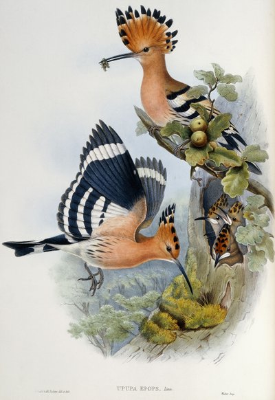 उप्पु उपापः द्वारा John Gould
