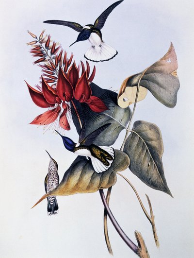 सफेद गर्दन वाले जैकोबिन (फ्लोरिसुगा मेलिवोरा), जॉन गोल्ड (1804-1881) द्वारा ट्रोचिलिडे या हमिंग बर्ड्स (1849-1861) के मोनोग्राफ से उत्कीर्ण द्वारा जॉन गोल्ड