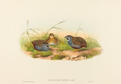 एक्सकैल्फ़्टोरिया मिनिमा (ब्लू-ब्रेस्टेड बटेर) द्वारा जॉन गोल्ड और एचसी रिक्टर