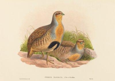 दाढ़ी वाला तीतर (डौरियन तीतर) द्वारा जॉन गोल्ड और एचसी रिक्टर
