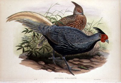 टी वाल्टर, लंदन, पब द्वारा उकेरा गया यूप्लोकेमस लाइनैटस। 1850-83 के बीच (हाथ के रंग का लिथो) द्वारा जॉन और हार्ट विलियम (बाद में) गोल्डो