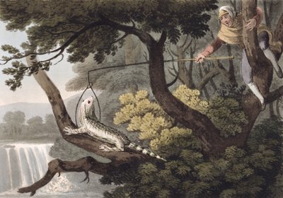 मैक्सिकन छिपकली पकड़ने वाला, मैथ्यू डबबर्ग (fl.1785-1820) द्वारा उत्कीर्ण, एडवर्ड ओरमे द्वारा, 1813 द्वारा जॉन हीविसाइड क्लार्क