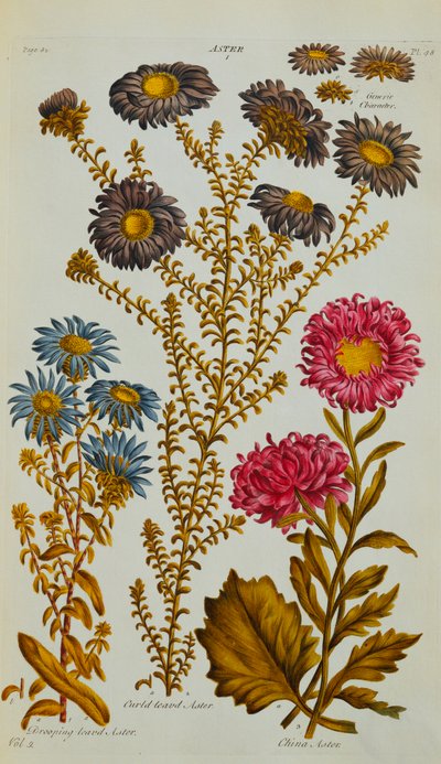 एस्टर, 1759-73 द्वारा जॉन हिल