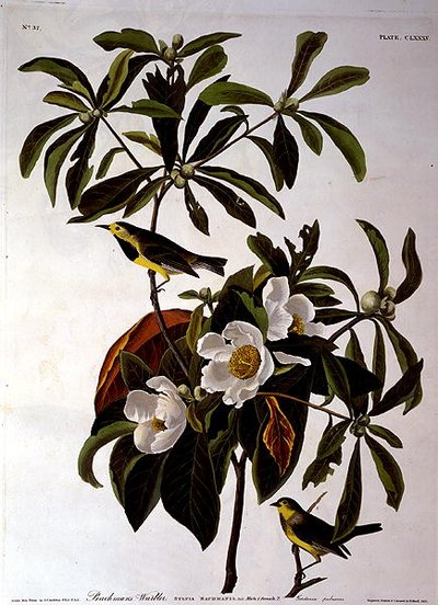 रॉबर्ट हैवेल (1793-1878) 1833 (रंगीन उत्कीर्णन) द्वारा उकेरी गई 'बर्ड्स ऑफ अमेरिका' से बच्चन का वार्बलर द्वारा जॉन जेम्स (बाद) ऑडबोन