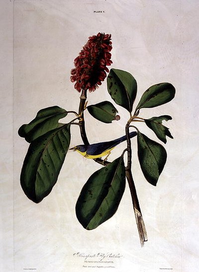 विलियम होम लिज़र्स (1788-1859) द्वारा उकेरी गई 'बर्ड्स ऑफ अमेरिका' से बोनापार्ट फ्लाई कैचर (रंगीन उत्कीर्णन) द्वारा जॉन जेम्स (बाद) ऑडबोन
