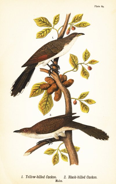 येलो-बिल्ड कोयल, Coccyzus americanus 1, और ब्लैक-बिल्ड कोयल, Coccyzus erythropthalmus 2, नर द्वारा जॉन जेम्स (बाद) ऑडबोन