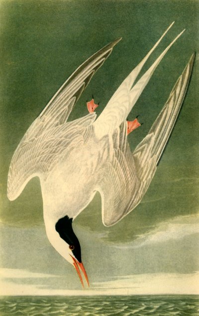 'आर्कटिक टर्न', 1835, 1942। द्वारा जॉन जेम्स ऑडबोन