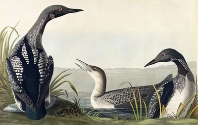 काले गले वाला गोताखोर द्वारा जॉन जेम्स ऑडबोन