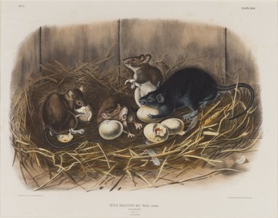 काला चूहा, c.1845 द्वारा जॉन जेम्स ऑडबोन
