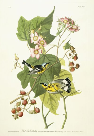 काले और पीले वार्बलर और फूल रास्पबेरी, c.1826-1838 द्वारा जॉन जेम्स ऑडबोन