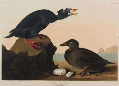 ब्लैक या सर्फ बतख, 1836 (कागज पर wc) द्वारा जॉन जेम्स ऑडबोन