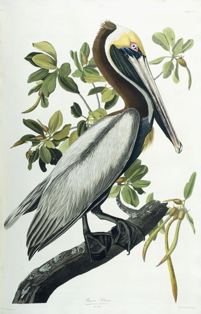 ब्राउन पेलिकन, 1835 द्वारा जॉन जेम्स ऑडबोन
