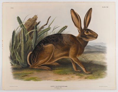 कैलिफ़ोर्निया हर, 1847 द्वारा जॉन जेम्स ऑडबोन