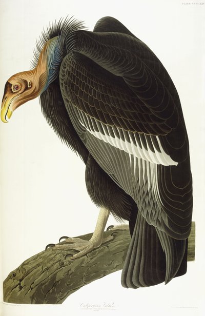 कैलिफ़ोर्निया गिद्ध, पुराना नर, 1838 द्वारा John James Audubon