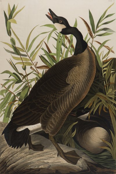 कनाडा गूज़, 1827-1838 (कागज पर wc) द्वारा जॉन जेम्स ऑडबोन