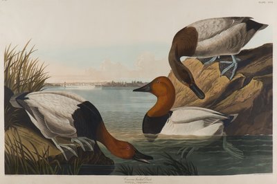 कैनवास बैकड डक, 1836 (कागज पर wc) द्वारा John James Audubon