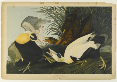 ईडर डक, जूलियन बीन द्वारा मुद्रित और रो लॉकवुड एंड सन, 1861 (क्रोमोलिथोग्राफ) द्वारा प्रकाशित द्वारा जॉन जेम्स ऑडबोन