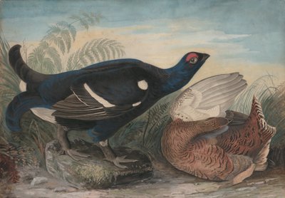 अंग्रेजी काला लंड, 1828। द्वारा जॉन जेम्स ऑडबोन