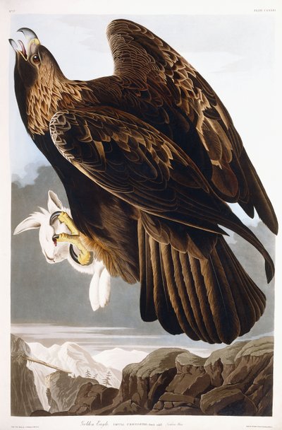 गोल्डन ईगल, 1833 द्वारा जॉन जेम्स ऑडबोन