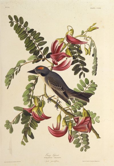 ग्रे तानाशाह। द बर्ड्स ऑफ अमेरिका, 1827-1838 से। द्वारा जॉन जेम्स ऑडबोन