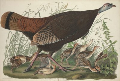 ग्रेट अमेरिकन हेन एंड यंग, 1827 द्वारा जॉन जेम्स ऑडबोन