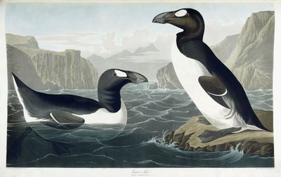 ग्रेट औक, 1836 द्वारा जॉन जेम्स ऑडबोन