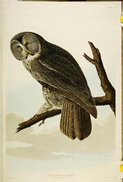 "अमेरिका के पक्षी" से ग्रेट सिनेरियस उल्लू द्वारा John James Audubon