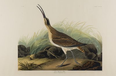ग्रेट एस्क्विमेक्स क्यूलेव, 1835 (कागज पर wc) द्वारा जॉन जेम्स ऑडबोन