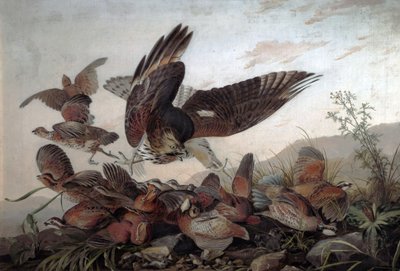 हॉक्स अटैकिंग पार्टिडेज, 1826 द्वारा John James Audubon