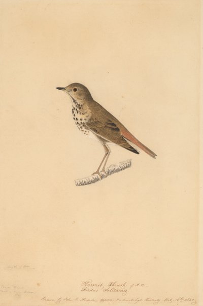 हर्मिट थ्रश, 1820। द्वारा जॉन जेम्स ऑडबोन