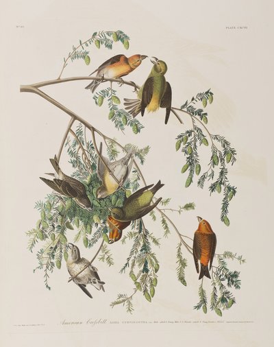 'अमेरिका के पक्षी' से चित्रण द्वारा John James Audubon