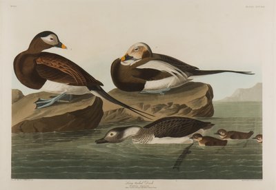 लॉन्ग-टेल्ड डक, 1836 (कागज पर wc) द्वारा जॉन जेम्स ऑडबोन