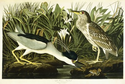 नाइट हेरोन या लुआ बर्ड, 1835 द्वारा जॉन जेम्स ऑडबोन