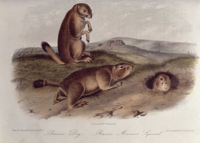 1842-5, &39;उत्तर अमेरिका के चौपाइयों&39; से प्रेयरी डॉग द्वारा जॉन जेम्स ऑडबोन