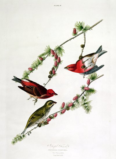 पर्पल फिंच, &39;बर्ड्स ऑफ अमेरिका&39;, विलियम होम द्वारा उत्कीर्ण (1788-1859) द्वारा जॉन जेम्स ऑडबोन